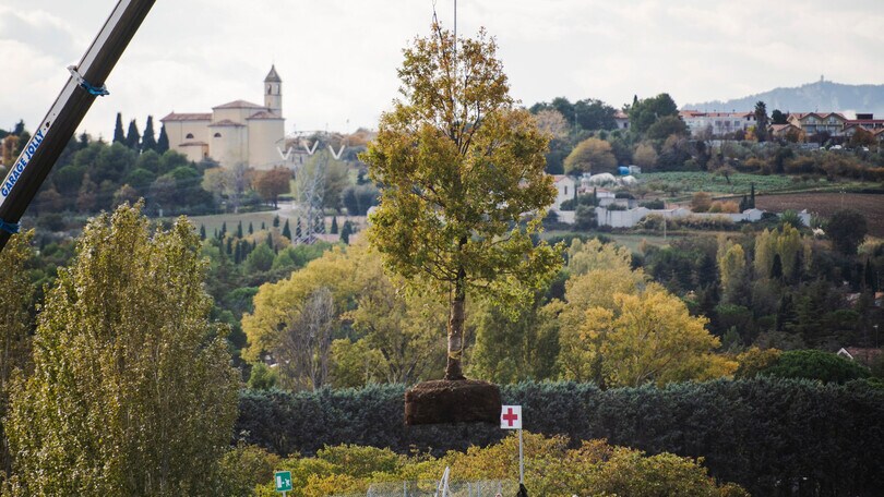 MotoGP: a Misano piantata una quercia in memoria di Marco Simoncelli