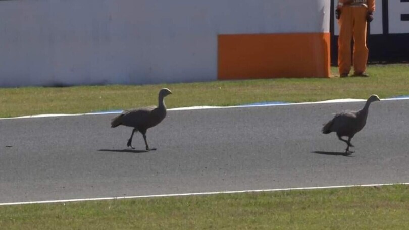 Moto, incredibile in Australia: le oche invadono la pista
