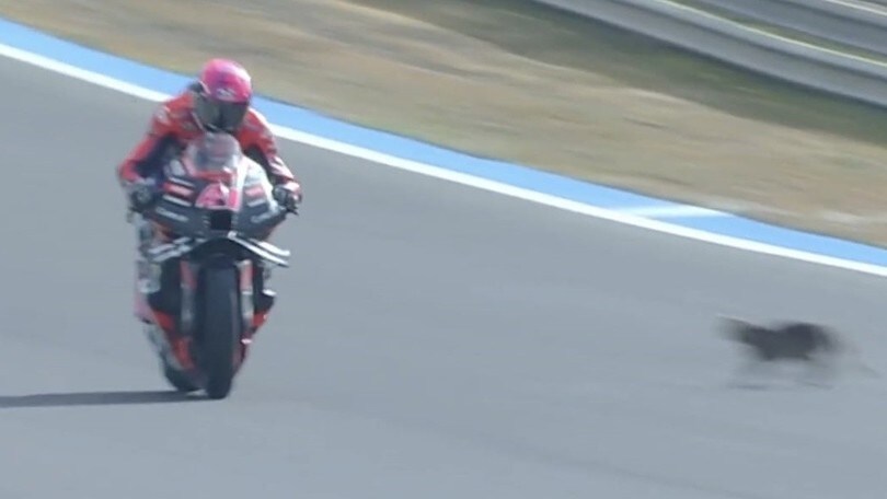 Un gatto attraversa la pista ad Espargarò nel GP Spagna