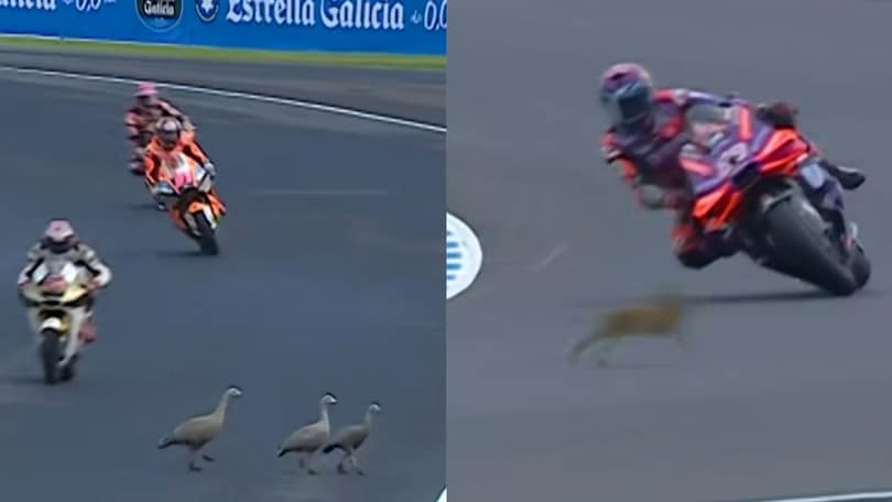 MotoGP, animali in pista a Phillip Island: tre oche e una lepre fermano i piloti