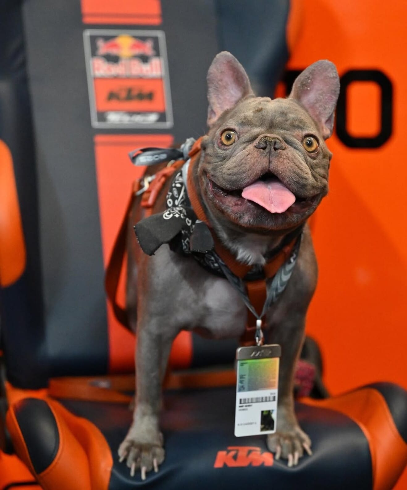 MotoGP, anche i cani dei piloti hanno il pass per l'ingresso nel paddock