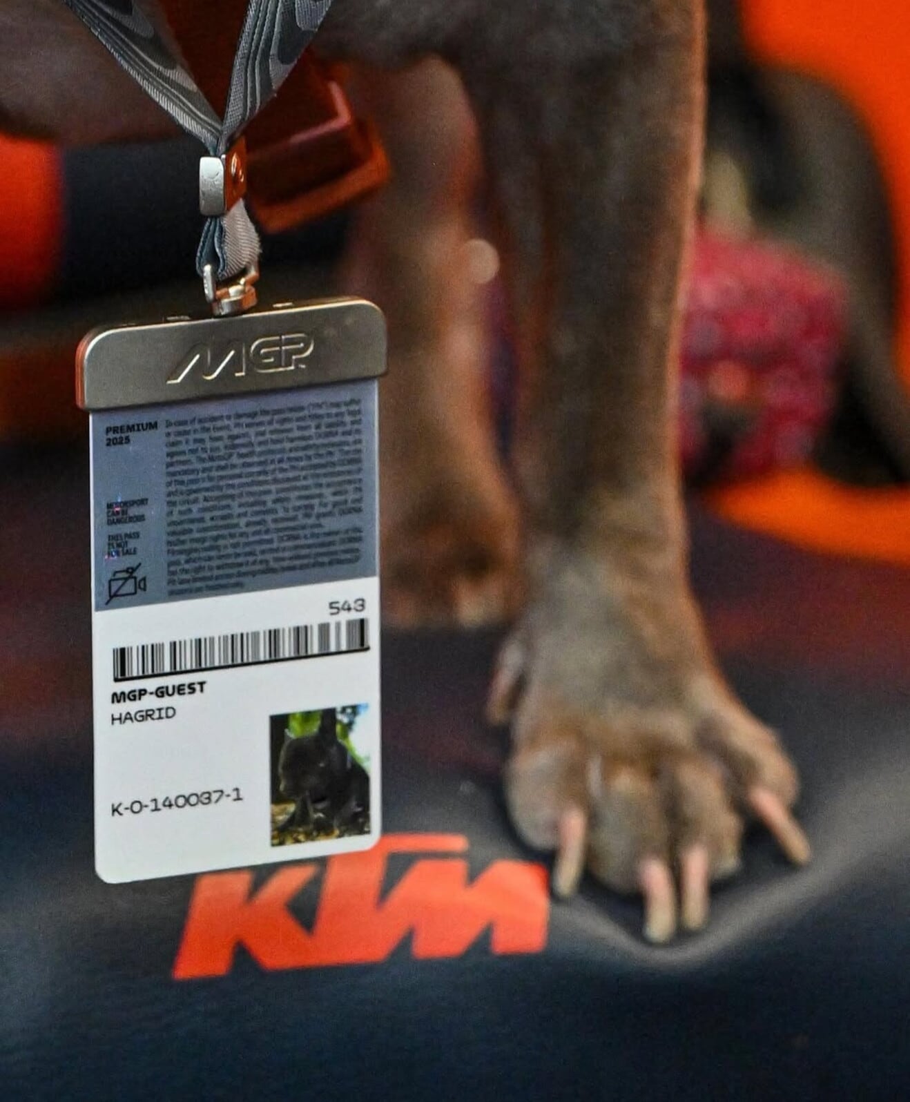 MotoGP, anche i cani dei piloti hanno il pass per l'ingresso nel paddock