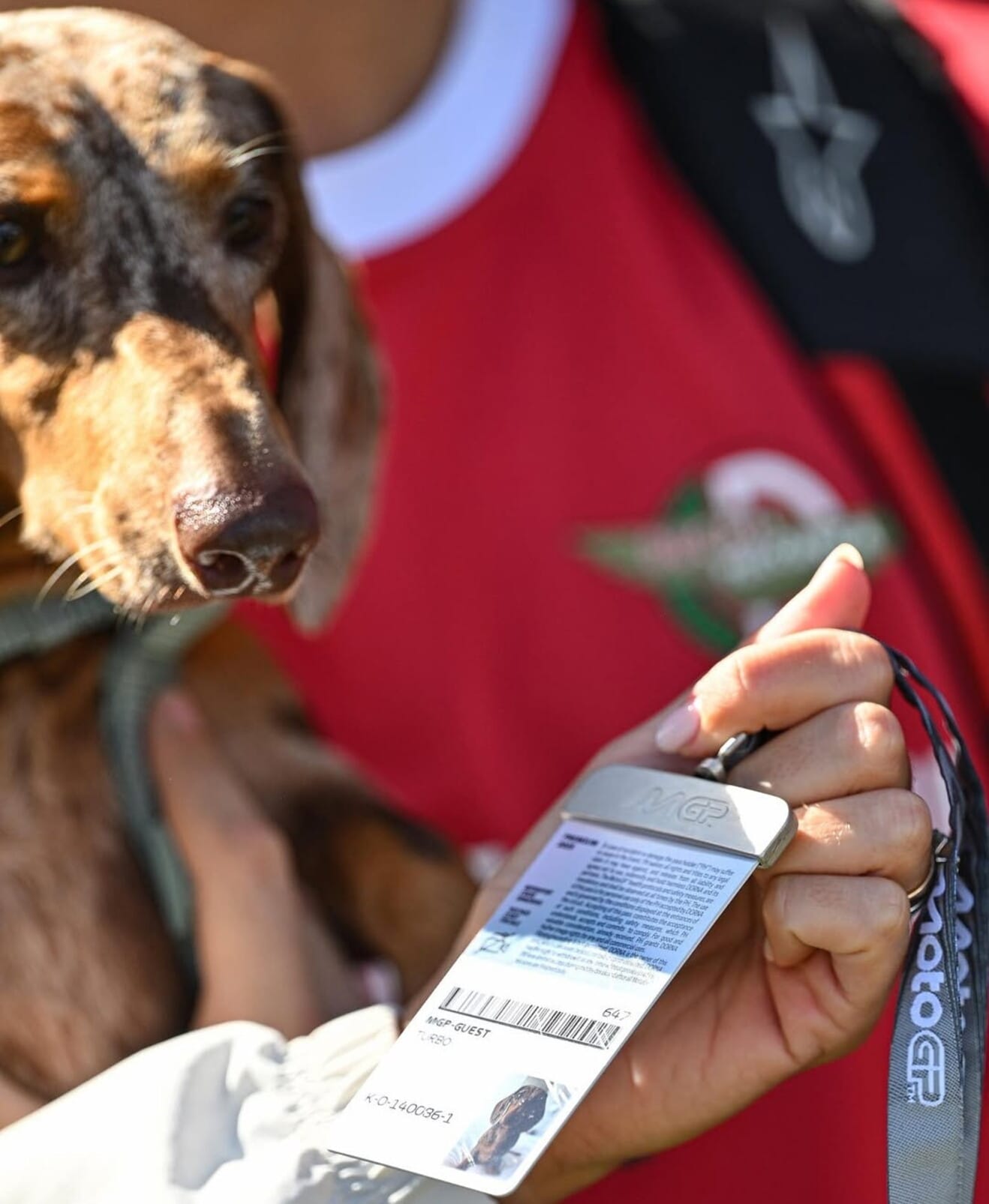 MotoGP, anche i cani dei piloti hanno il pass per l'ingresso nel paddock