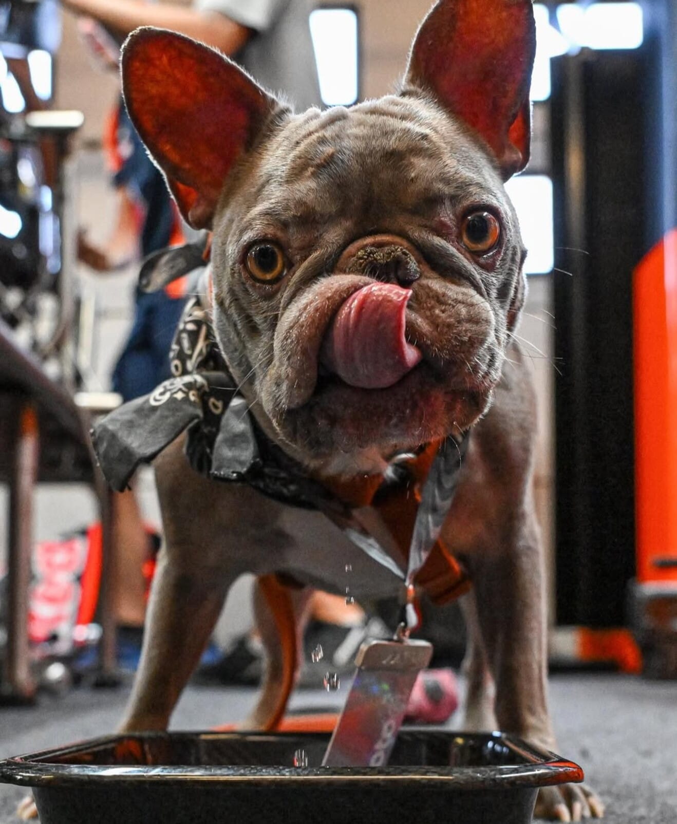 MotoGP, anche i cani dei piloti hanno il pass per l'ingresso nel paddock