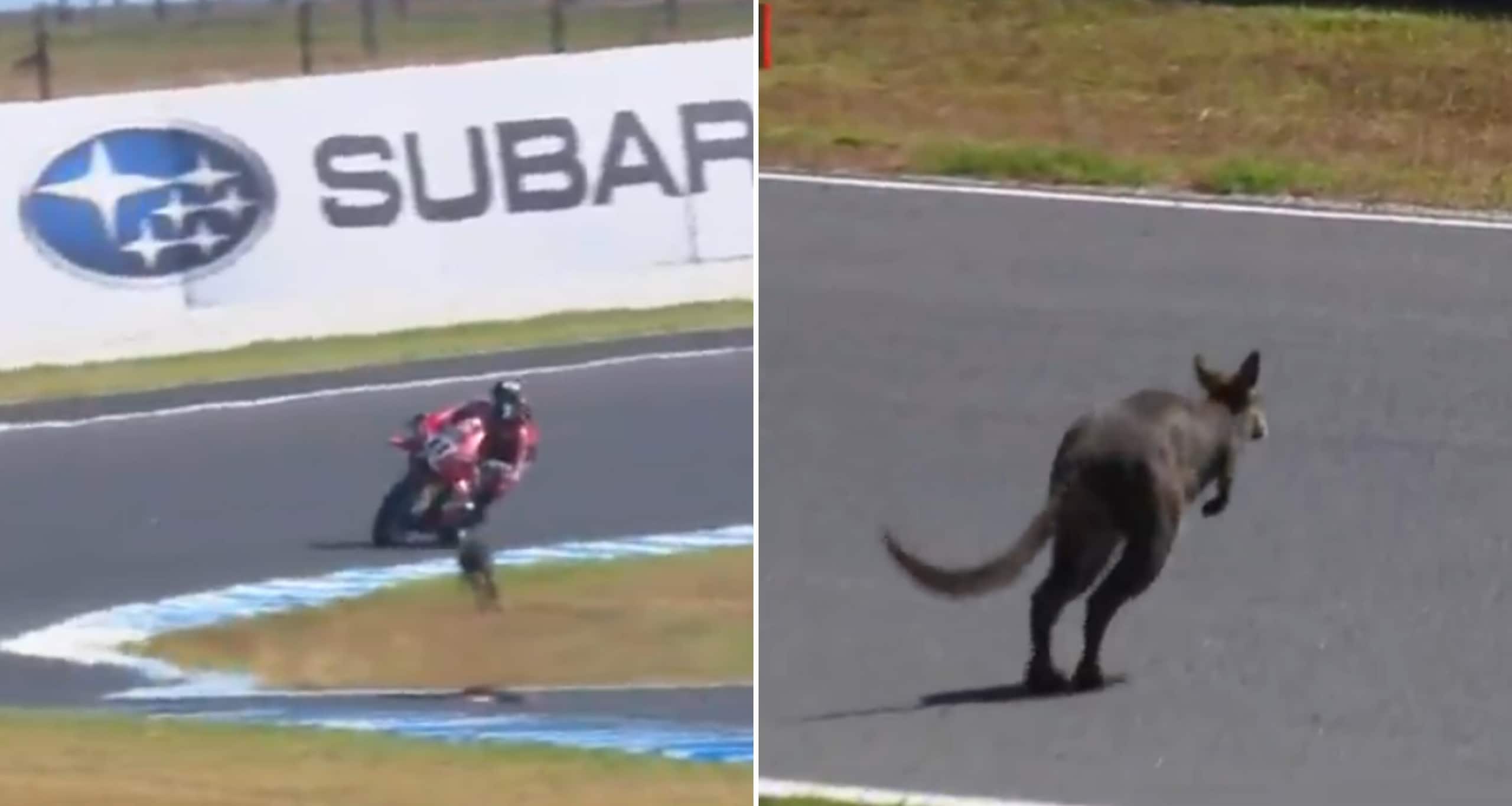 SBK, solo un canguro ferma Bulega nel venerdì di Phillip Island
