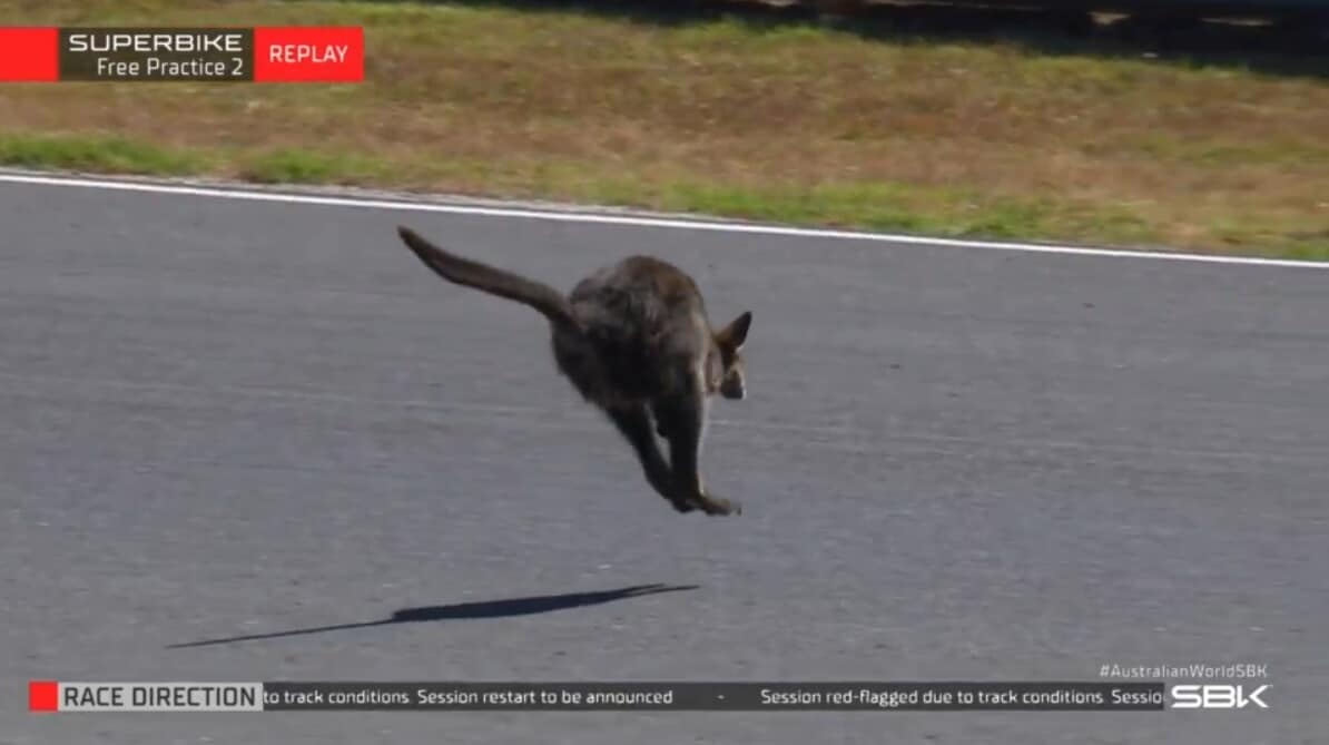 SBK, solo un canguro ferma Bulega nel venerdì di Phillip Island