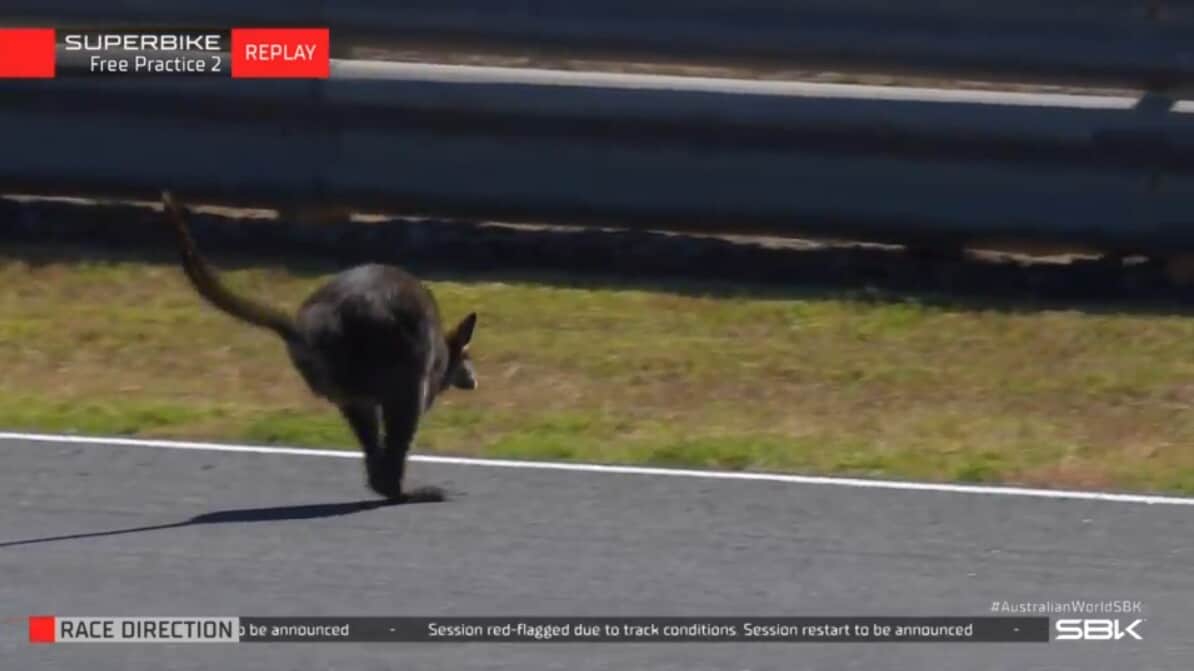 SBK, solo un canguro ferma Bulega nel venerdì di Phillip Island