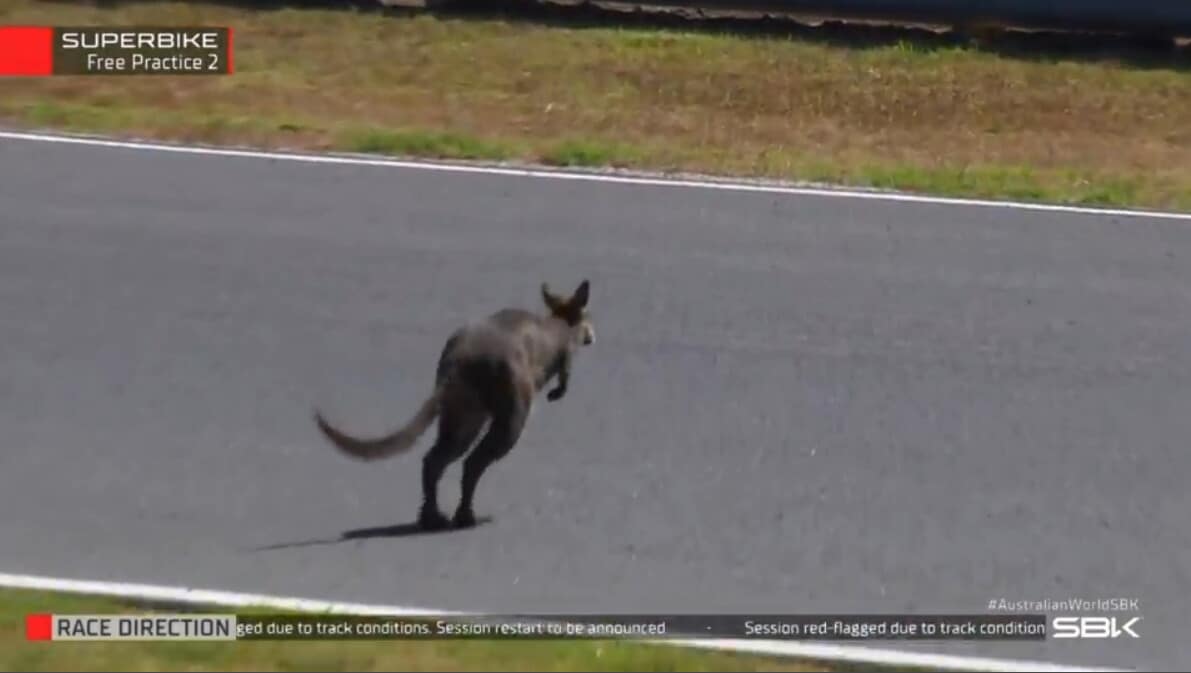 SBK, solo un canguro ferma Bulega nel venerdì di Phillip Island