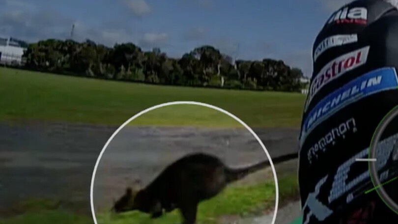 VIDEO - MotoGP, Aleix Espargarò sfiora un canguro a Phillip Island: che rischio!