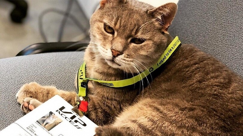 Imola dice addio a Formulino, il gatto-mascotte dell'autodromo