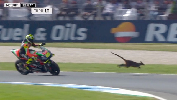 MotoGP: Iannone e il canguro in pista