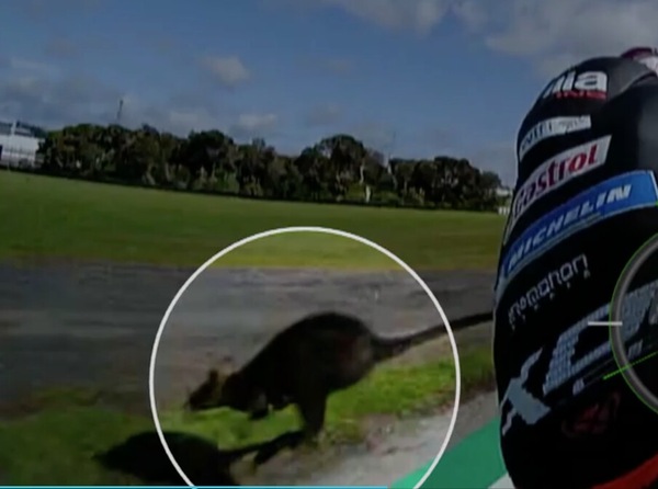 VIDEO - MotoGP, Aleix Espargarò sfiora un canguro a Phillip Island: che rischio!