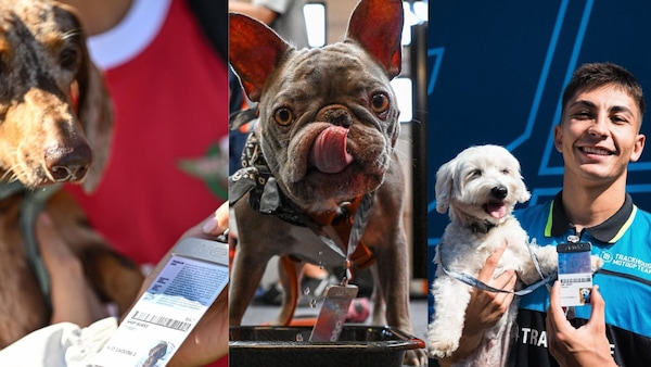 MotoGP, anche i cani dei piloti hanno il pass per l'ingresso nel paddock