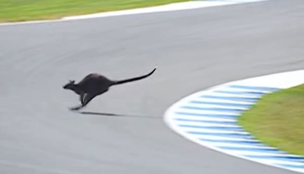 Un wallaby tra i cordoli: la particolare invasione di pista durante la MotoGP