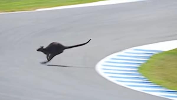 Un wallaby tra i cordoli: la particolare invasione di pista durante la MotoGP